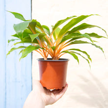 Load image into Gallery viewer, Chlorophytum Orchidastrum &#39;Fire Flash&#39; (Spider Plant)
