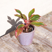 Load image into Gallery viewer, Aglaonema ‘Crete’ (Chinese Evergreen)
