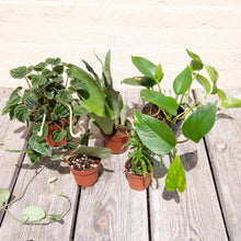 Load image into Gallery viewer, Wonky Houseplant Bargain Bundle - Mystery Selection!
