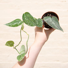 Load image into Gallery viewer, Wonky Houseplant Bargain Bundle - Mystery Selection!
