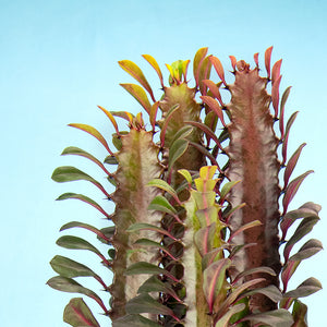 Euphorbia Trigona 'Rubra' or 'Green' (African Milk Tree)