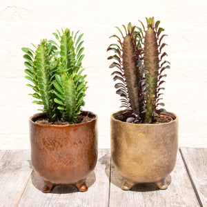 Euphorbia Trigona 'Rubra' or 'Green' (African Milk Tree)