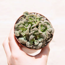 Load image into Gallery viewer, Titanopsis Calcarea &#39;Concrete Leaf&#39; (2 sizes)
