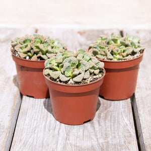 Titanopsis Calcarea 'Concrete Leaf' (2 sizes)