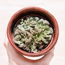 Load image into Gallery viewer, Titanopsis Calcarea &#39;Concrete Leaf&#39; (2 sizes)
