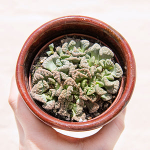 Titanopsis Calcarea 'Concrete Leaf' (2 sizes)