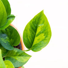 Load image into Gallery viewer, Epipremnum Aureum &#39;Global Green&#39; Pothos
