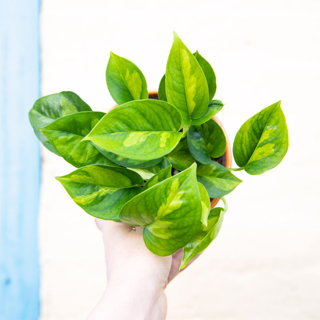 Epipremnum Aureum 'Global Green' Pothos