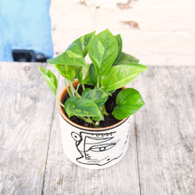 Load image into Gallery viewer, Epipremnum Aureum &#39;Global Green&#39; Pothos
