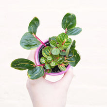 Load image into Gallery viewer, Baby Houseplant Mystery Box
