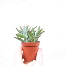 Load image into Gallery viewer, Kalanchoe Tomentosa &#39;Panda Plant&#39;
