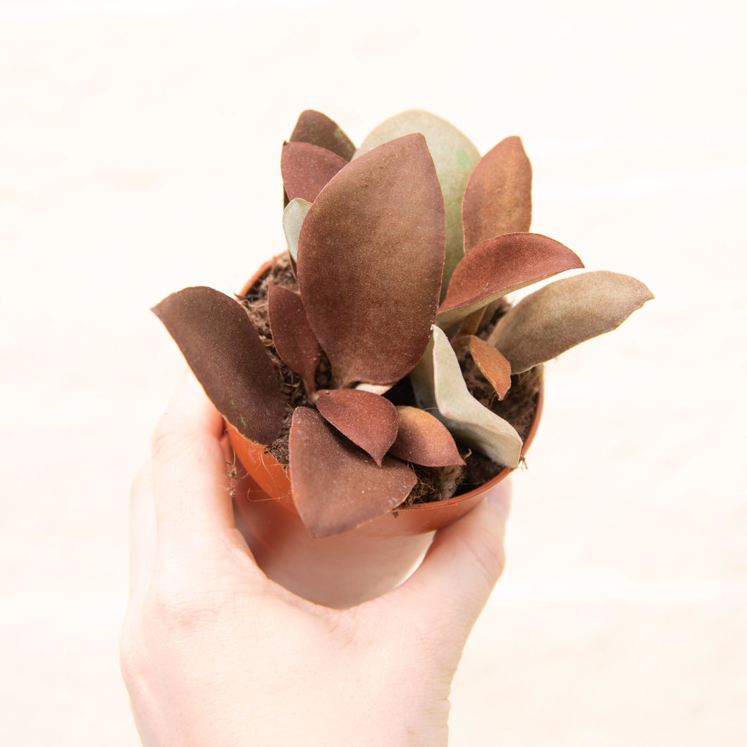 Kalanchoe Orgyalis 'Copper Spoon Plant'