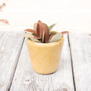 Kalanchoe Orgyalis 'Copper Spoon Plant'