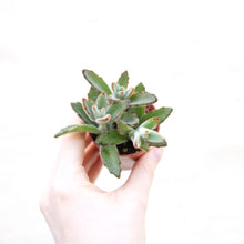 Load image into Gallery viewer, Kalanchoe Tomentosa &#39;Panda Plant&#39;
