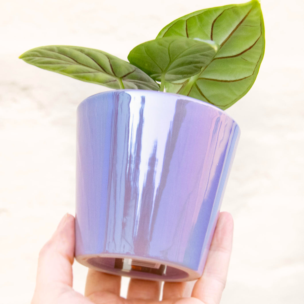 Lilac Daira Plant Pot 8cm