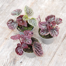 Load image into Gallery viewer, Peperomia &#39;Luna&#39;
