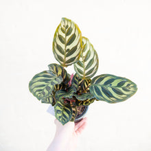 Load image into Gallery viewer, Calathea Makoyana 'Peacock Plant'
