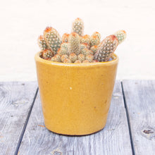 Load image into Gallery viewer, Mammillaria Elongata &#39;Ladyfinger Cactus&#39;
