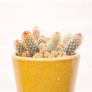 Mammillaria Elongata 'Ladyfinger Cactus'