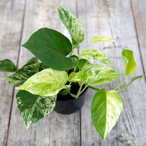 Epipremnum Aureum (Marble Queen Pothos)