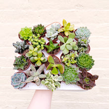 Load image into Gallery viewer, Mystery Mini Succulent Mix
