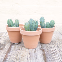 Load image into Gallery viewer, Myrtillocactus Geometrizans 'Blue Candle Cactus'
