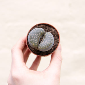 Baby Lithops 'Living Stones'