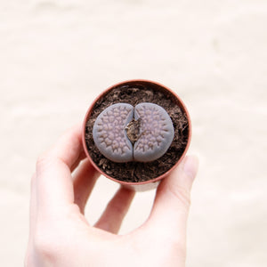 Baby Lithops 'Living Stones'