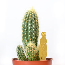 Load image into Gallery viewer, Plant Animal - Meerkat
