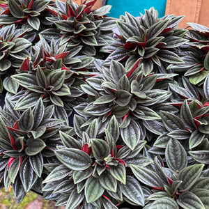 Peperomia Rosso (3 sizes)