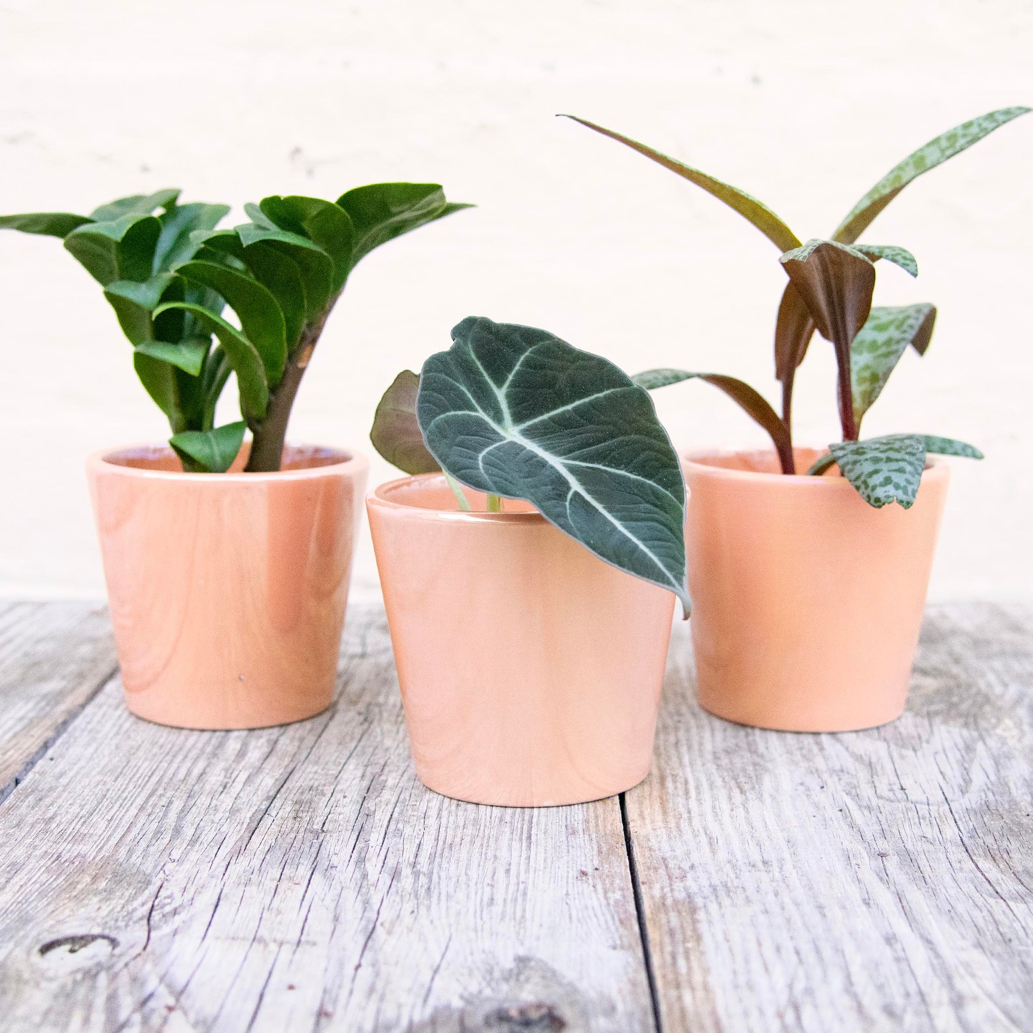 8cm plant pot Peach Daira Plant Pot 8cm – Moose Plant Shop