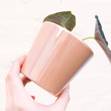 Load image into Gallery viewer, Peach Daira Plant Pot 8cm
