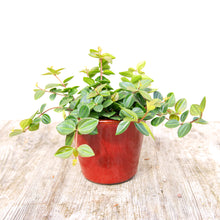Load image into Gallery viewer, Peperomia Angulata &#39;Rocca Scuro&#39; (3 sizes)

