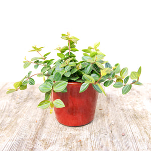 Peperomia Angulata 'Rocca Scuro' (3 sizes)