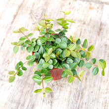Load image into Gallery viewer, Peperomia Angulata &#39;Rocca Scuro&#39; (3 sizes)
