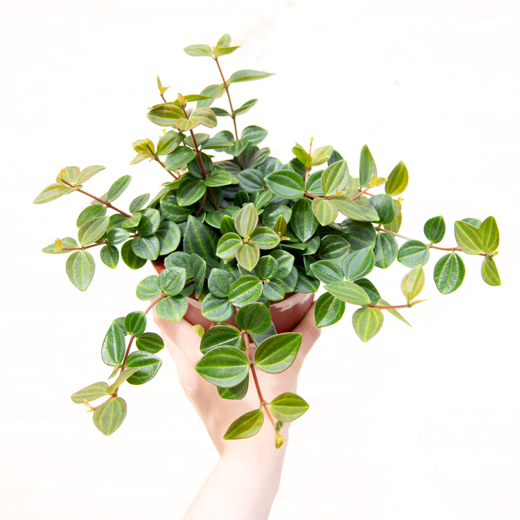Peperomia Angulata 'Rocca Scuro' (3 sizes)