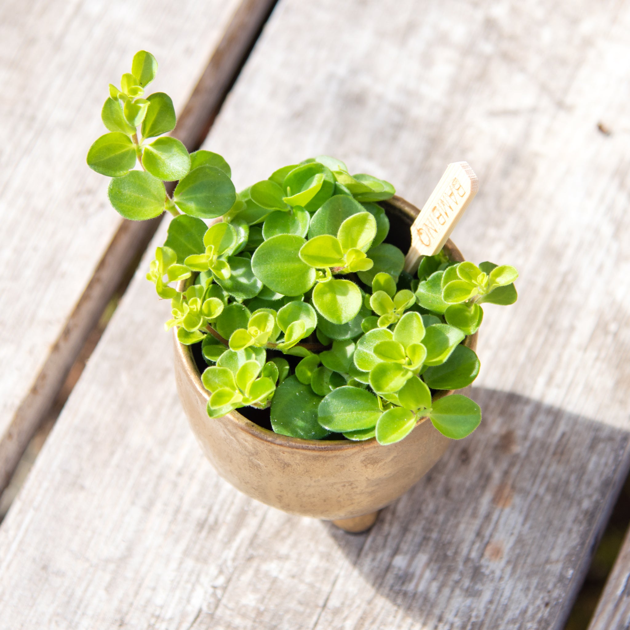 peperomia rotundifolia - trailing jade plant Peperomia Rotundifolia 'Trailing Jade' (4 sizes) – Moose Plant Shop