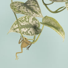 Load image into Gallery viewer, Plant Animal - Tree Frog

