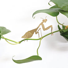Load image into Gallery viewer, Plant Animal - Praying Mantis
