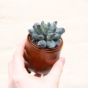 Adromischus Mix 'Plover Eggs Plant'