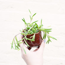 Load image into Gallery viewer, Senecio Herreianus ‘String of Bananas’
