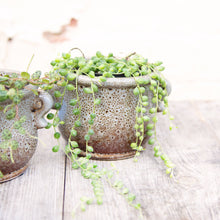 Load image into Gallery viewer, Senecio Herreianus 'String of Pearls'
