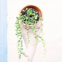Load image into Gallery viewer, Senecio Herreianus 'String of Pearls'
