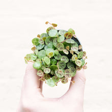 Load image into Gallery viewer, Peperomia Prostrata 'String of Turtles'
