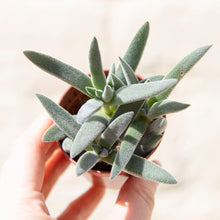 Load image into Gallery viewer, Crassula Mesembryanthemoides 'Tenelli'
