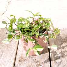 Load image into Gallery viewer, Tradescantia Fluminensis Tricolor &#39;Silver Inch Plant&#39;
