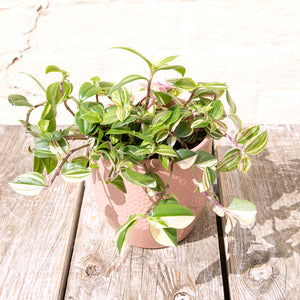 Tradescantia Fluminensis Tricolor 'Silver Inch Plant'