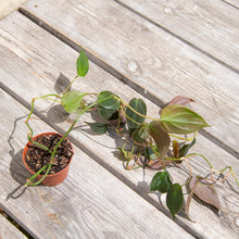 Load image into Gallery viewer, Wonky Houseplant Bargain Bundle - Mystery Selection!
