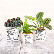 Load image into Gallery viewer, Abstract Face Plant Pot (3 sizes)
