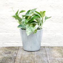 Load image into Gallery viewer, Epipremnum Aureum (Marble Queen Pothos)
